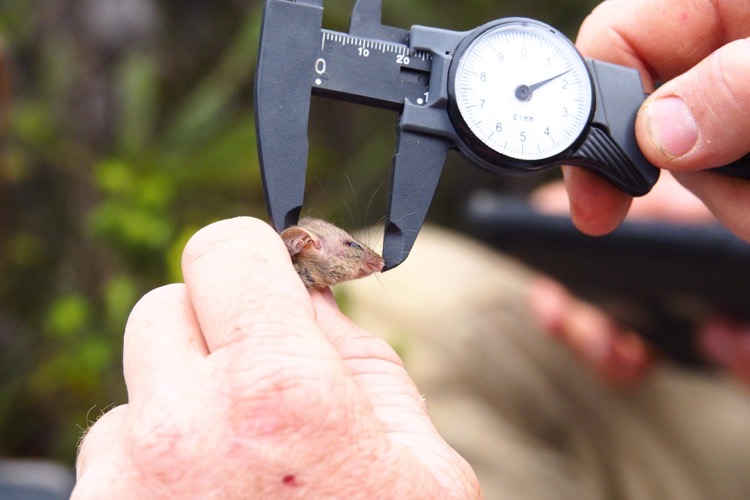 Measuring little pygmy possum