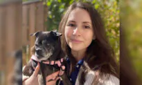 Senior Dog Dumped in Plastic Bag on Roadside Makes Recovery, Finds New Home