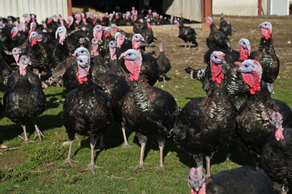 British turkeys