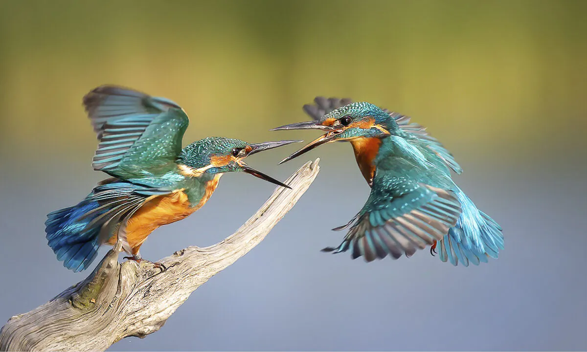 (Courtesy of Michael J Vickers via Sussex Wildlife Trust)