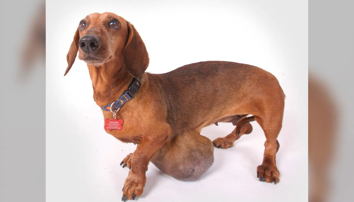 The 13-year-old dog named Boo Boo before undergoing surgery to remove her benign tumor. (Courtesy of Jen Coudron via Muttville Senior Dog Rescue)