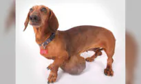 Dog With Melon-Sized Tumor Almost Put Down by Owners, Thrives After Surgery