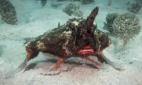 Diver Records Strange Shortnose Batfish ‘Walking’ With Its Fins Along Ocean Floor in Caribbean