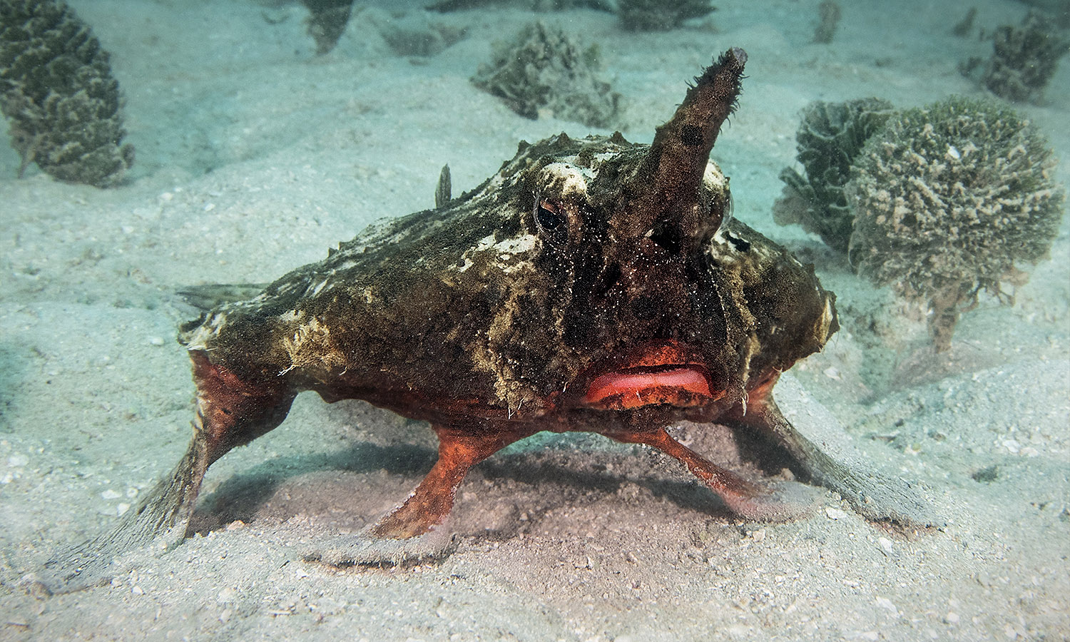 Морские странные существа фото