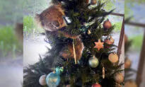 Australian Woman Discovers Wayward Koala Hanging Out in Her Christmas Tree, Snaps Photo