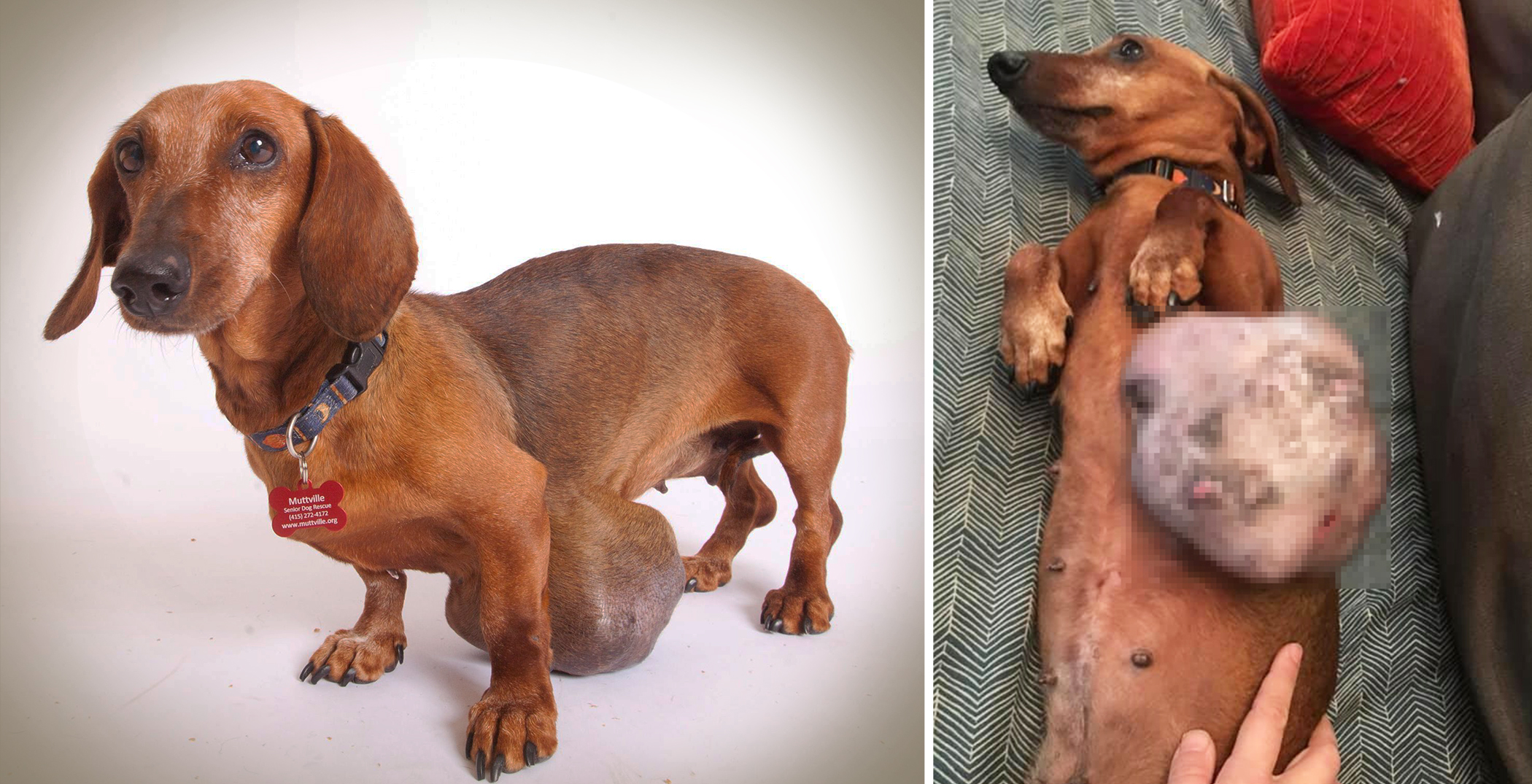 Dog With MelonSized Tumor Almost Put Down by Owners, Thrives After Surgery