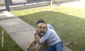 Animal Reunited With Owners