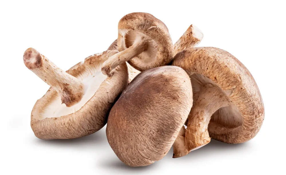 Gardeners may enjoy growing mushrooms at home, indoor, or outdoor. (Anastasiia Skorobogatova/Shutterstock)