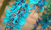 Jade Vine: An Exotic Heavenly Decoration Your Garden Has Been Looking For