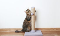 Ask the Vet: Declawed Cats Suffer Chronic Pain