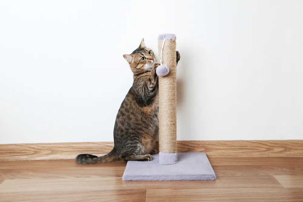 Scratching is natural behavior for cats. (5 second Studio/Shutterstock)