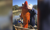 Park Workers Net Massive 9lb Goldfish From South Carolina Lake
