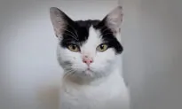 Stray Cat That Was Near Death Ate Rubber to Survive, Gets Rescued in Dire Condition