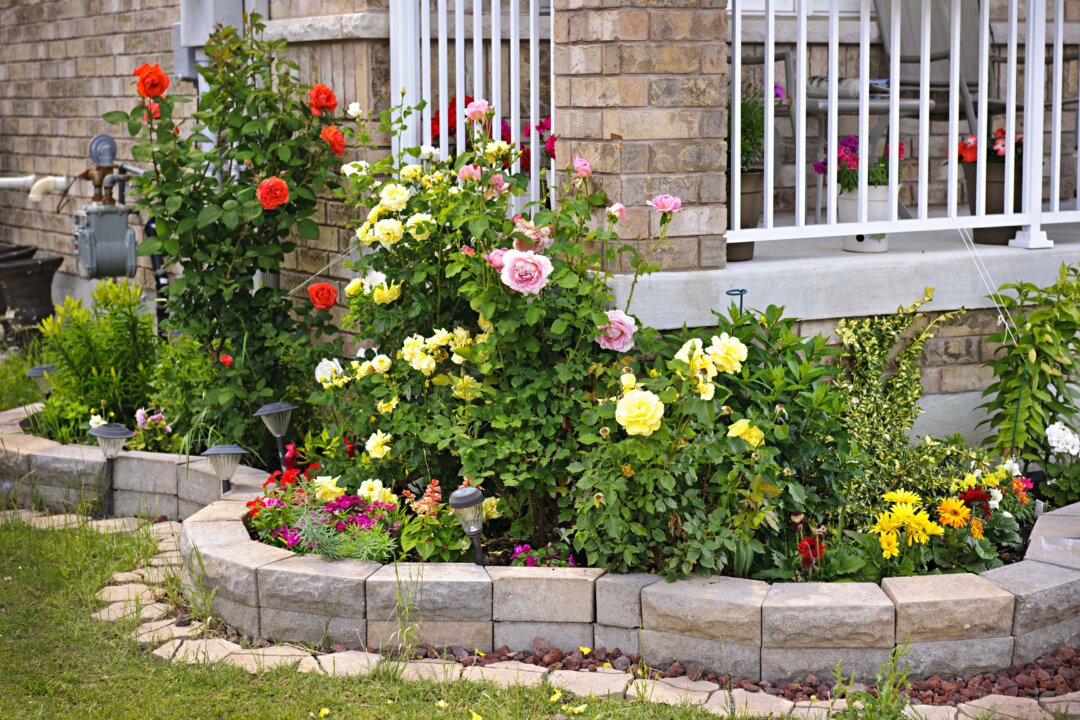 Over a period of one year, researchers found that having plants in previously bare front gardens was associated with a six percent drop in residents’
perceived stress levels.(Elena Elisseeva/Shutterstock)