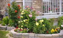Green Front Gardens May Reduce Physiological, Psychological Stress