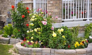 Green Front Gardens May Reduce Physiological, Psychological Stress