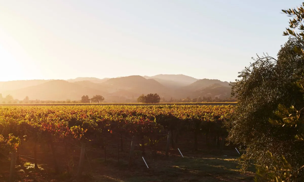 Blackbird Vineyards in Napa Valley. (Courtesy of Blackbird Vineyards)