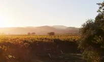 Winery to Watch: Blackbird Vineyards