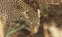 A Kenya Safari: The Trip of a Lifetime