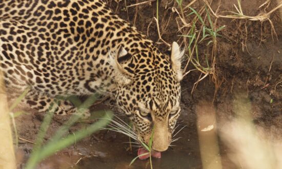 A Kenya Safari: The Trip of a Lifetime