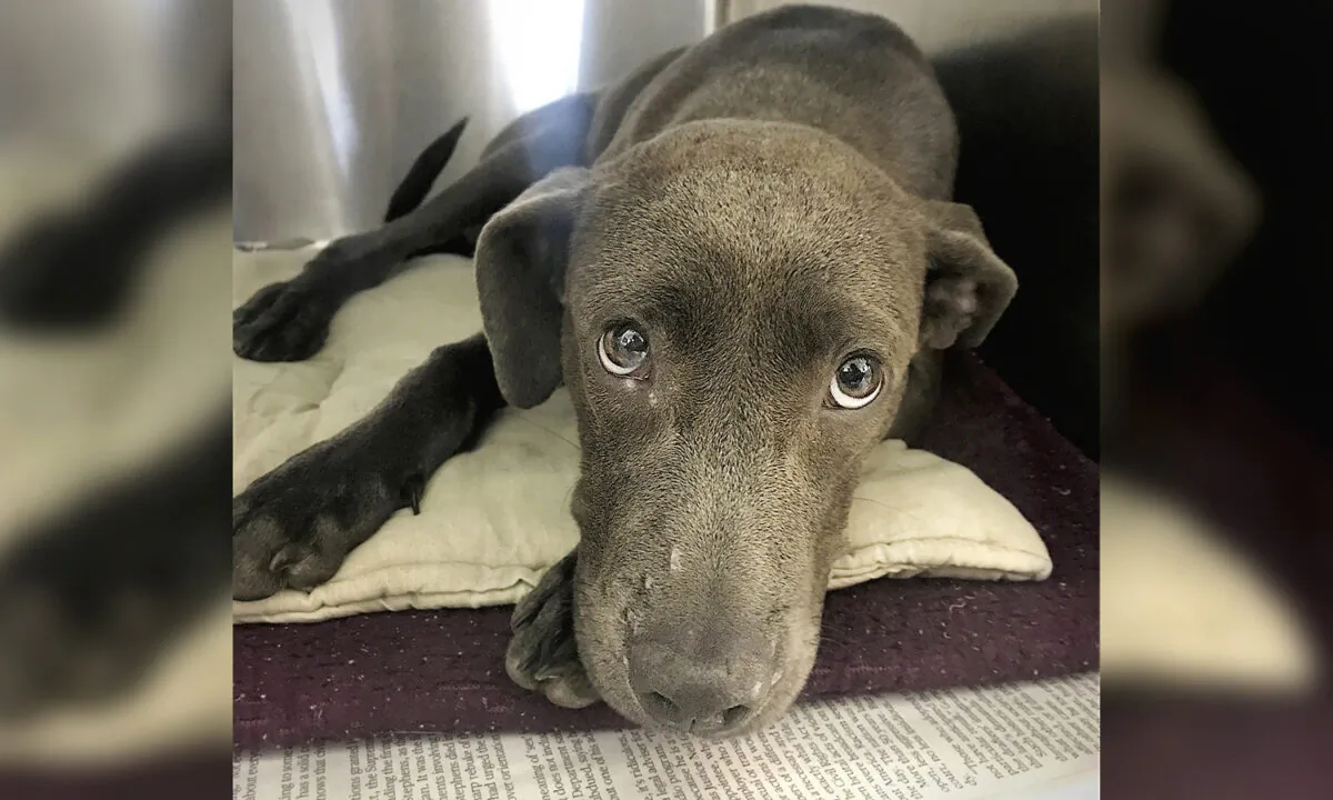 (San Antonio Humane Society)