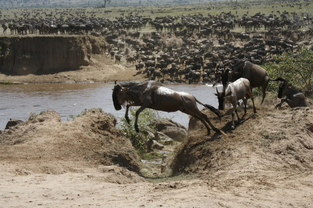 Wildebeests cross a river to safety during the annual migration from Kenya to Tanzania. (Alissa Kempler)