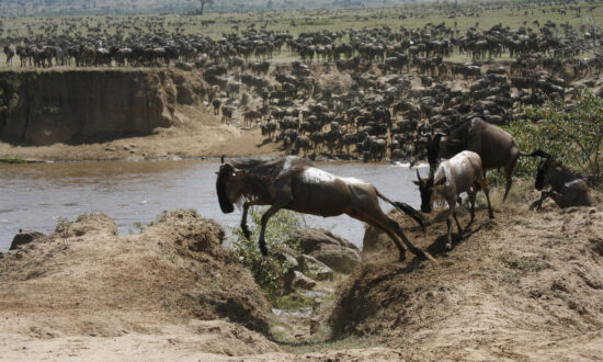 Dream Trips: African Safaris in Kenya and Zambia