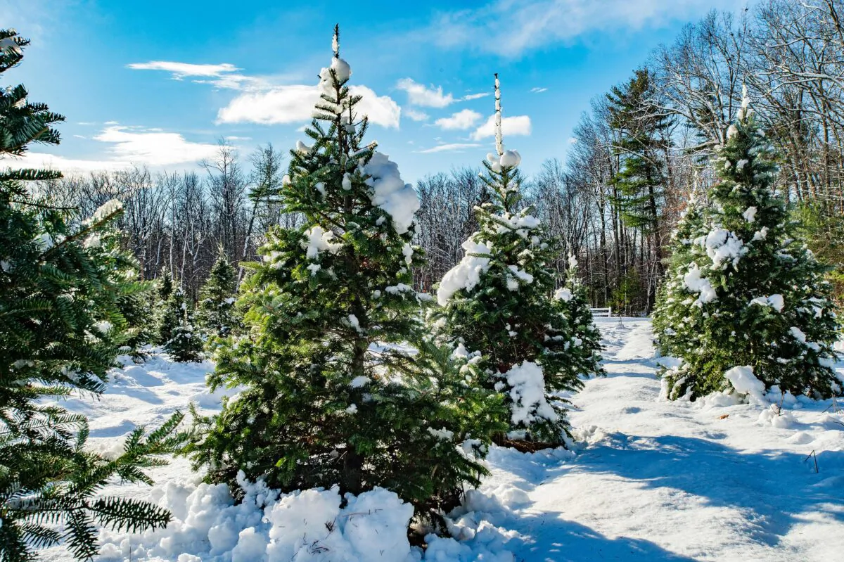 Fresh snow from a winter storm covers hundreds of sapling and growing fir trees that line a field at Harrod Tree Farm in Shirley, Mass., on Dec. 6, 2020. (Joseph Prezioso / AFP via Getty Images)