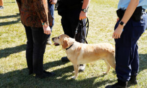 NSW Watchdog Delivers Strip-Search Report