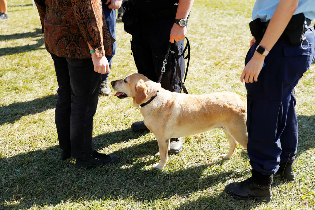 Police officers and drug detection dogs amongst festival goers at Splendour In The Grass on July 19, 2019 in Byron Bay, Australia. (Photo by Mark Metcalfe/Getty Images)