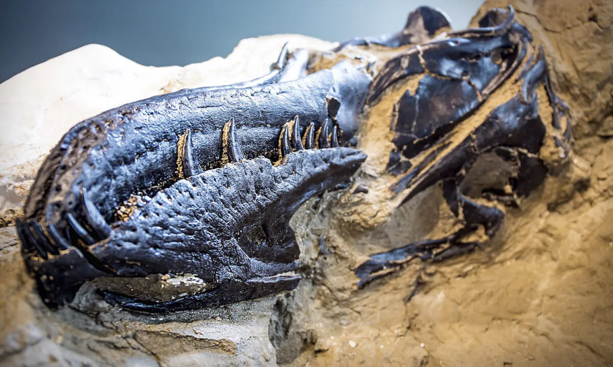 (Courtesy of Matt Zeher/North Carolina Museum of Natural Sciences)