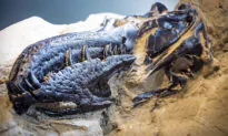 Archeologists Unearth Fossils of T-rex and Triceratops Locked in Battle in Montana
