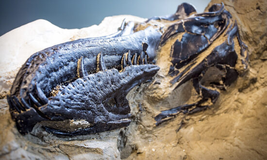 Archeologists Unearth Fossils of T-rex and Triceratops Locked in Battle in Montana