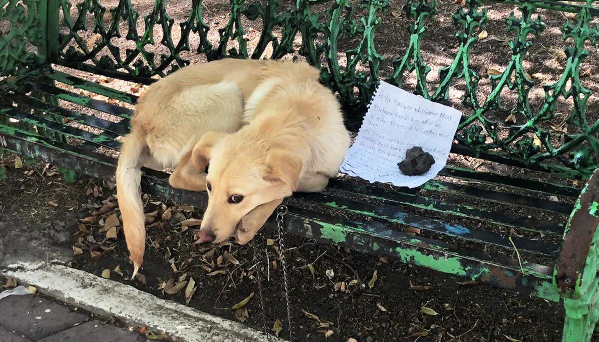 (Courtesy of Mascotas Coyoacán)