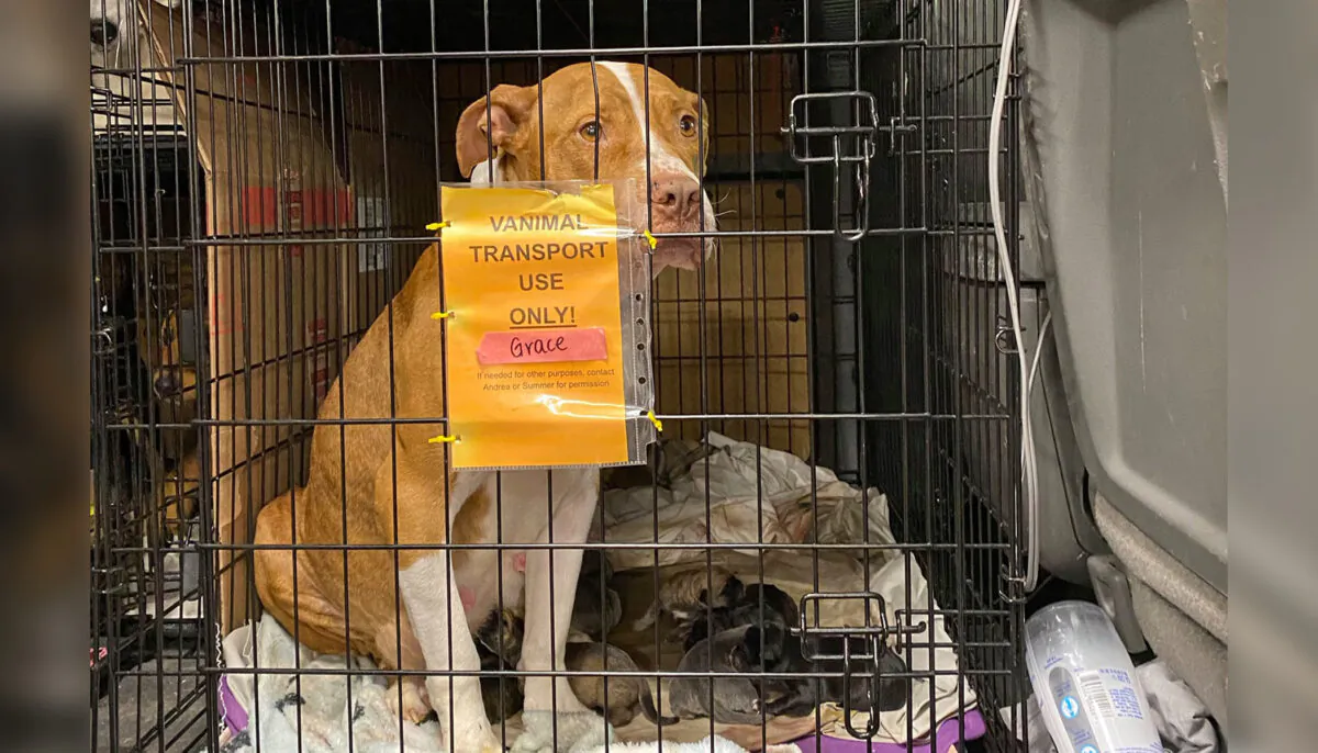 (Courtesy of Secondhand Hounds)