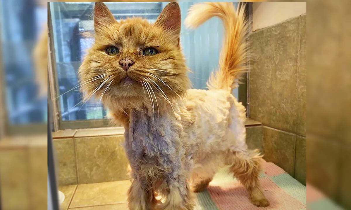 (Courtesy of RSPCA)
