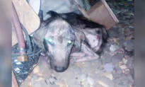 Dog Rescued From Near-Death on the Road to Recovery Is Now a Friend to Elderly Pensioner
