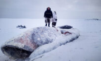 Nunavut Seal Hunters Stumble on Frozen Beached Bowhead Whale Carcass in the Ice