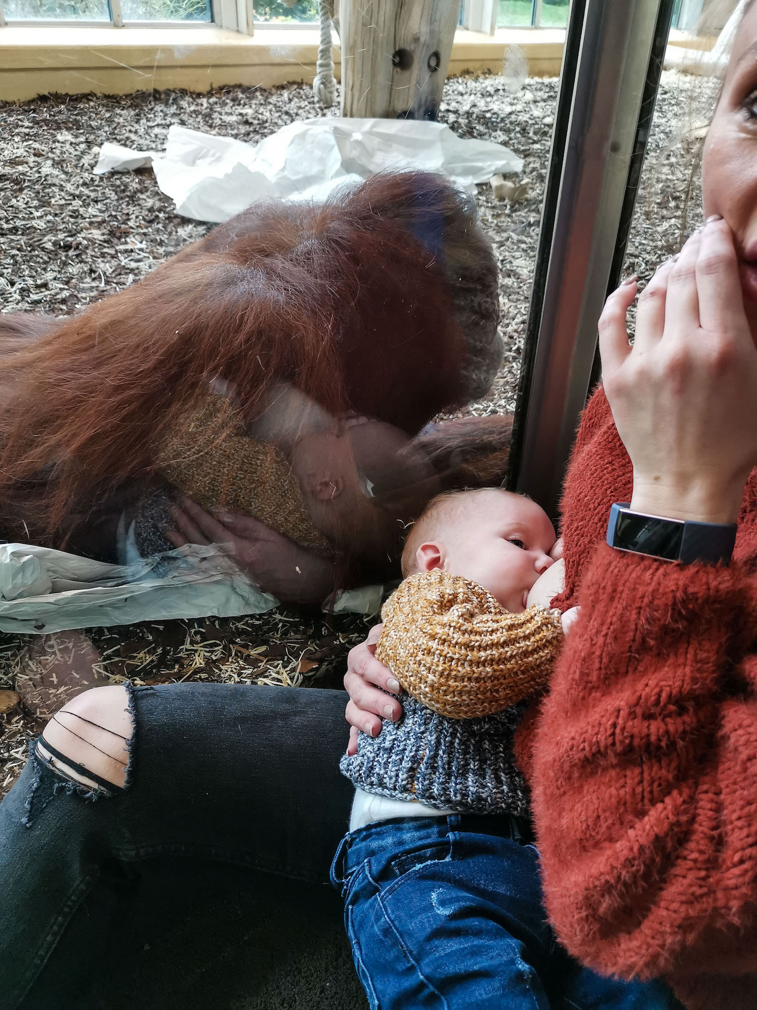 Mom Shares Emotional Moment an Orangutan That Suffered Stillbirth Watches  Her Breastfeed Son | The Epoch Times