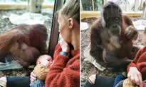 Mom Shares Emotional Moment an Orangutan That Suffered Stillbirth Watches Her Breastfeed Son