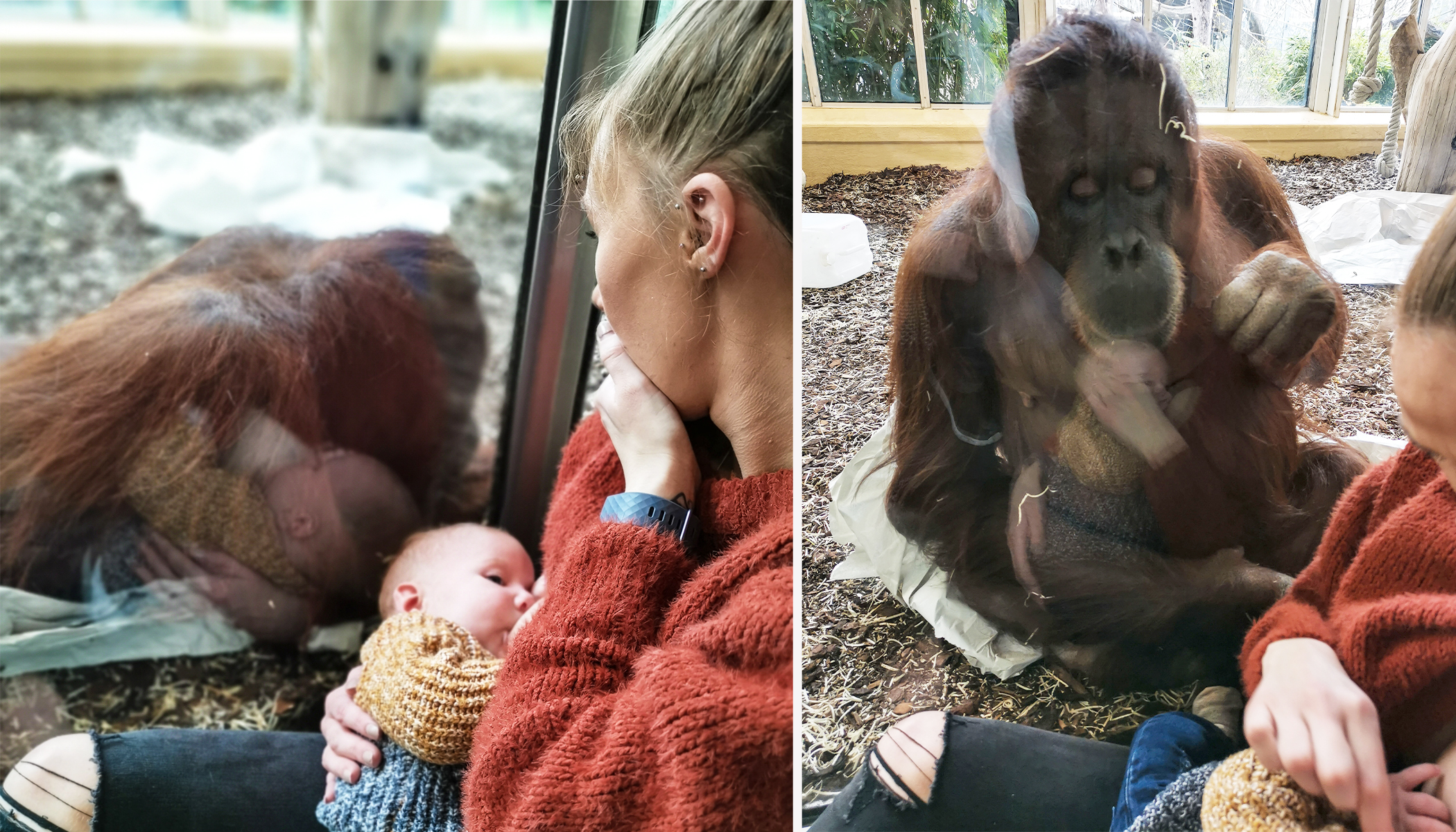 Mom Shares Emotional Moment an Orangutan That Suffered Stillbirth Watches  Her Breastfeed Son | The Epoch Times