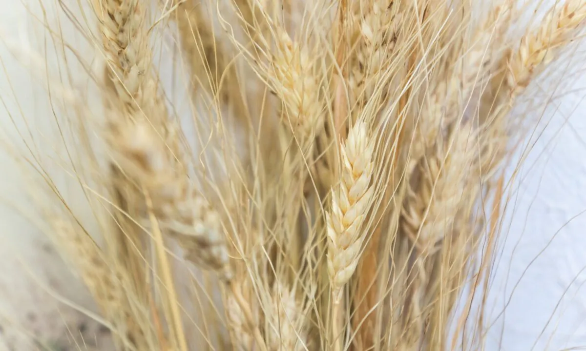 Kamut (khorosan) and durum wheat may be the same species, but khorosan is an older subspecies, and perhaps a direct ancestor of grano duro. (MarinaGreen/Shutterstock)