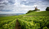 Wine Talk: Why Champagne Dominates