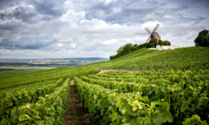 Wine Talk: Why Champagne Dominates