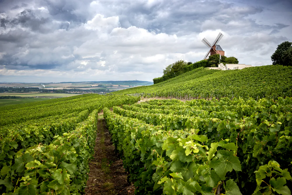 Only bubbly produced within the carefully drawn boundaries of the Champagne district in northeastern France can legally be sold as Champagne. (Massimo Santi/Shutterstock)