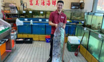 16-Foot ‘Earthquake Fish’ Caught After Quakes Strike Coast of Taiwan