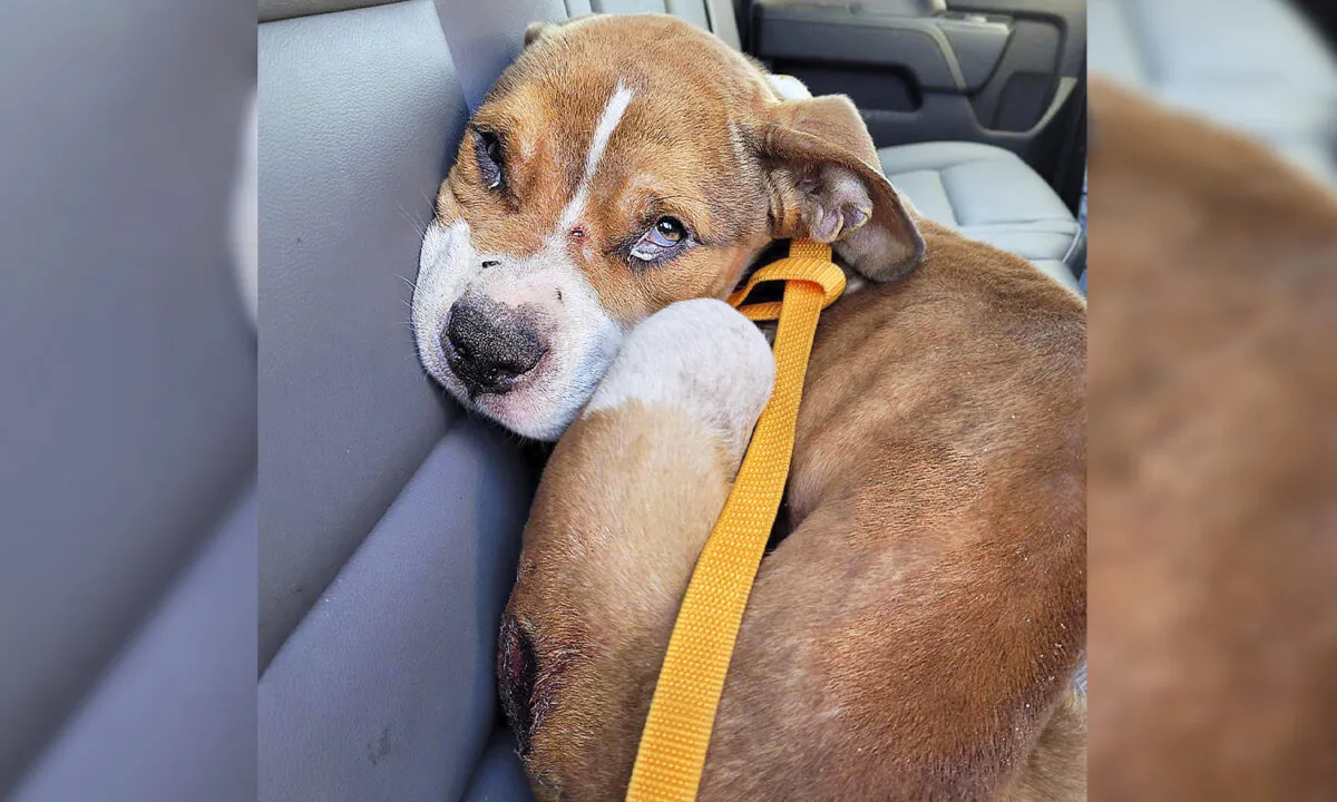 (Courtesy of Niagara County SPCA)