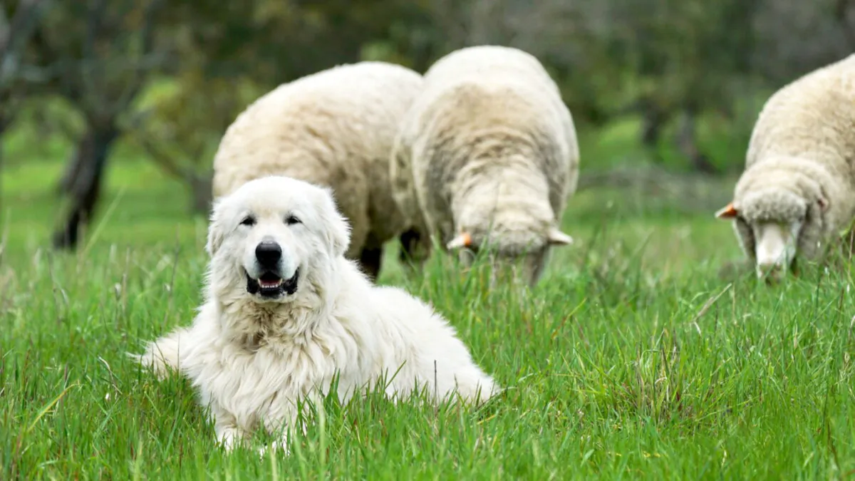 Giant Dogs and Bandicoots have been developing an unlikely animal relationship. (Zoos Victoria)