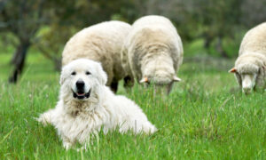 Giant Sheep Dogs to Protect Endangered Bandicoots