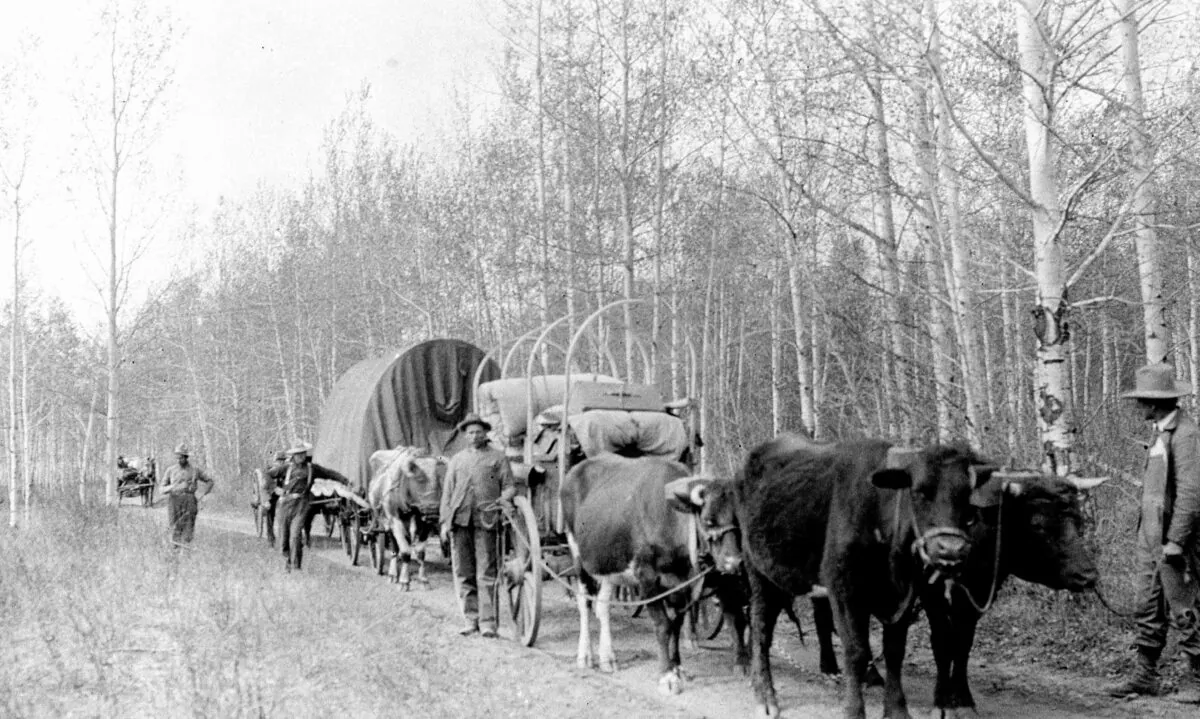 Settlers in wagons make their way along a trail 60 miles north of Edmonton in 1910. Most early Canadians were happy just to be here, in cold and rough conditions. (National Archives of Canada/Carl Engler)